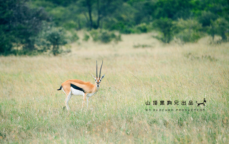 馬賽馬拉：它不是一個(gè)國家公園