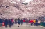 【B線紅楓齊魯 秋色漫舞雙飛6日】棧橋·紅葉谷·大明湖·趵突泉·泰山·孔府孔廟·青州古城·蓬萊閣