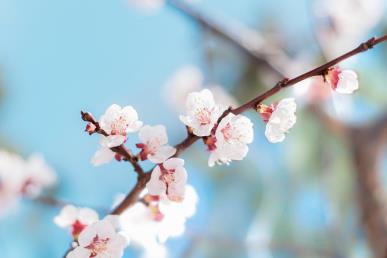景點(diǎn)：敦煌杏花